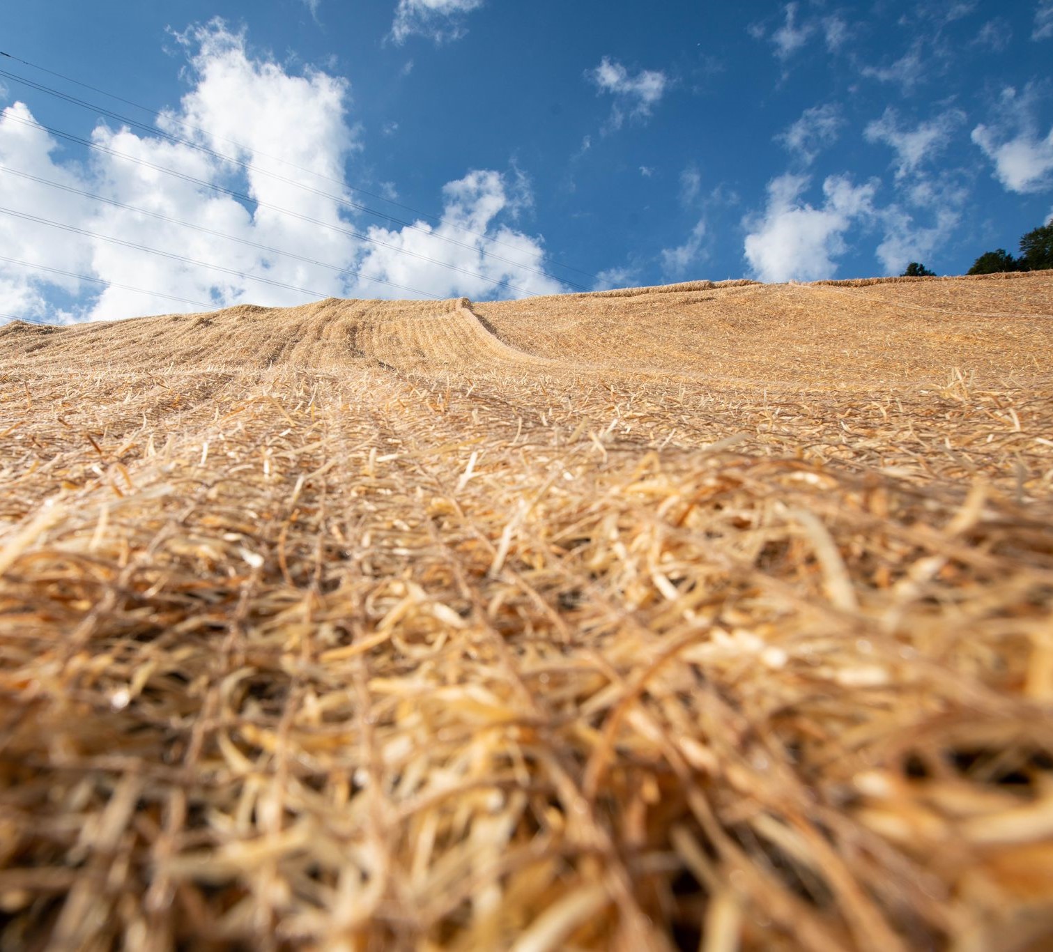 Laine Bois Vue Rapprochee