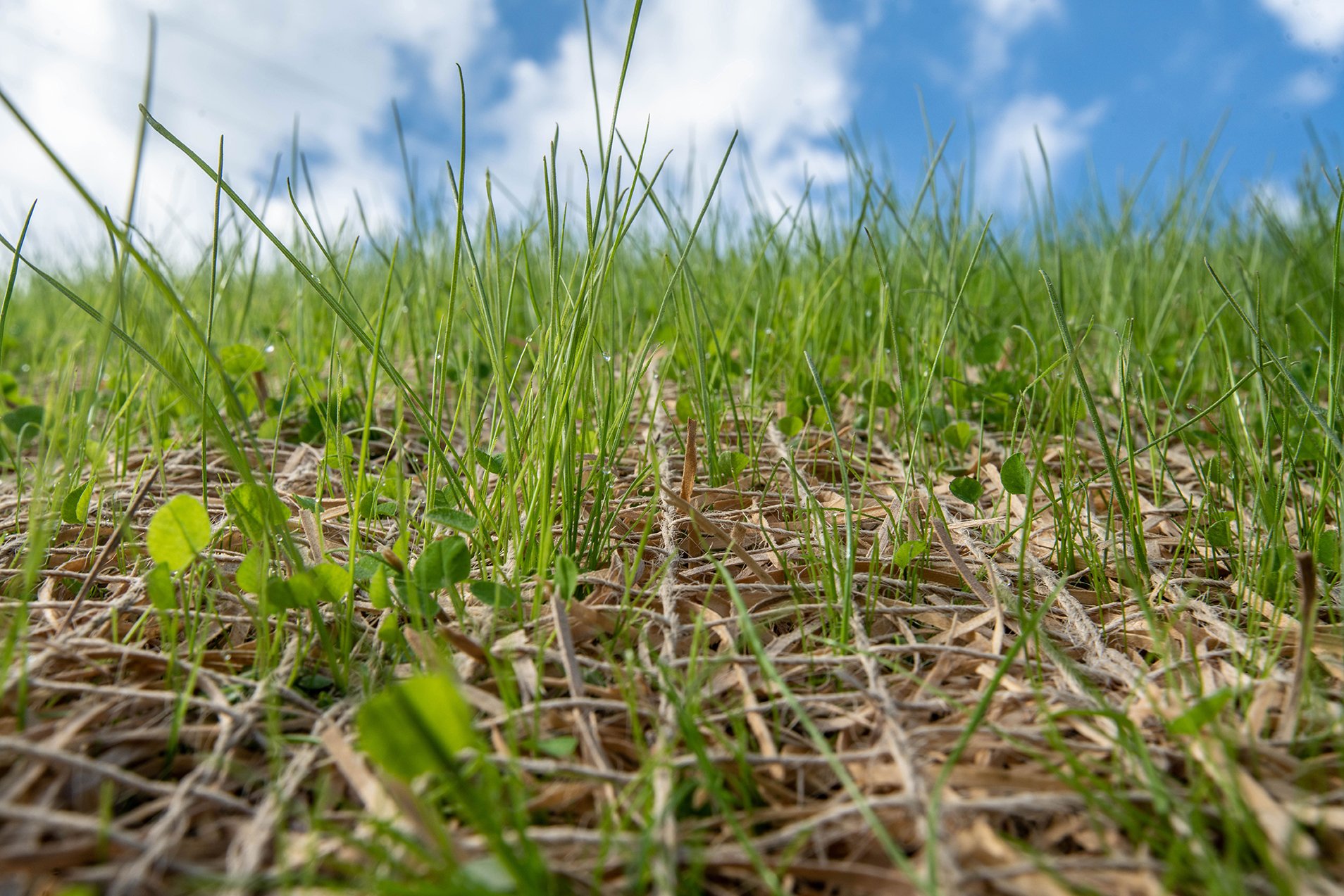 Tapis Anti Erosion Herbe Nature